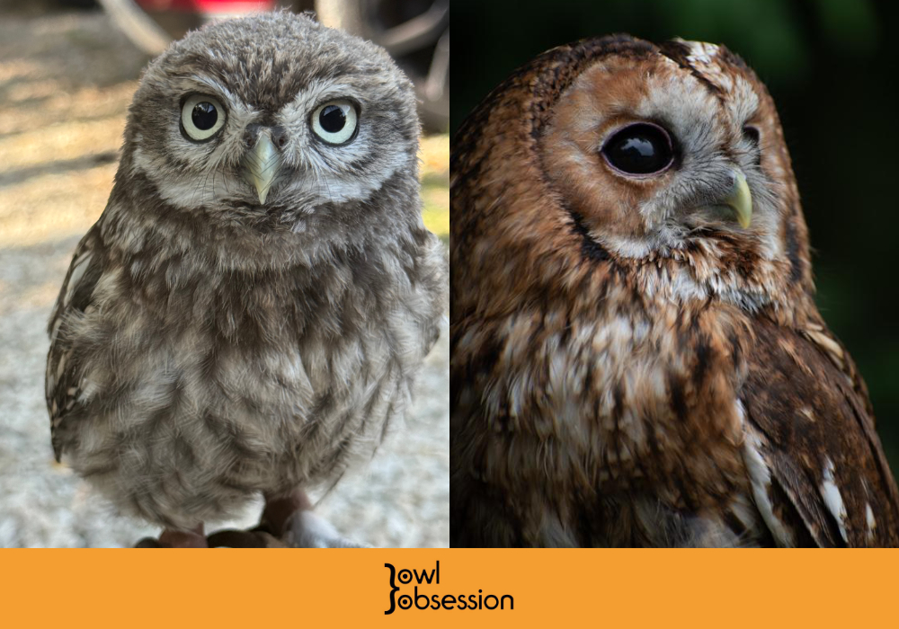 Owl Obsession Experience